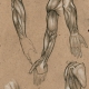 Arm-Sketches-by-Munk-One