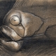Fish-Head-Sketch