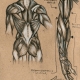 Muscles-Sketch